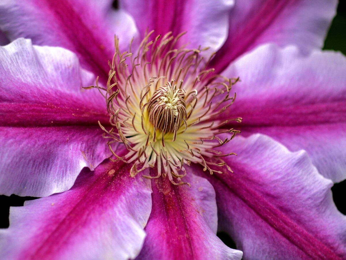 Pretty in Pink ( Clematis 